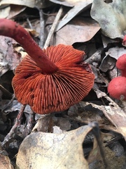 Cortinarius marylandensis