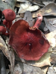Cortinarius marylandensis