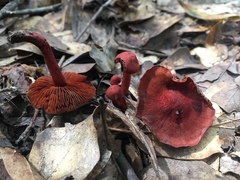 Cortinarius marylandensis
