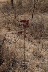 Kalanchoe paniculata