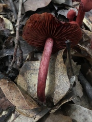 Cortinarius marylandensis