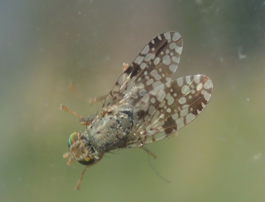 Tephritis fallax