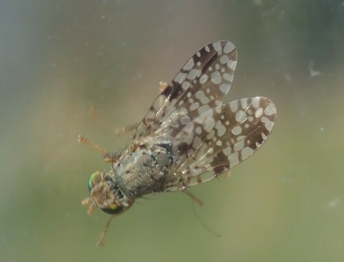 Tephritis fallax