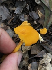 Cantharellus minor