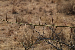 Gymnosporia glaucophylla