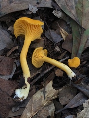 Cantharellus minor