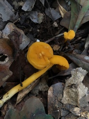 Cantharellus minor