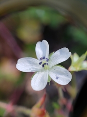 Geranium wislizeni
