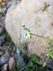 Cerastium holosteoides