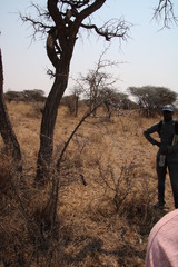 Gymnosporia glaucophylla