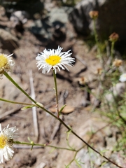 Erigeron neomexicanus
