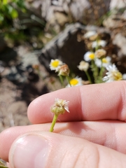 Erigeron neomexicanus