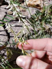 Vicia pulchella