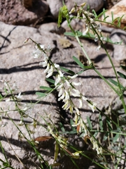 Vicia pulchella