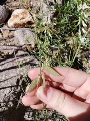Vicia pulchella