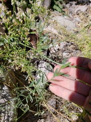 Vicia pulchella