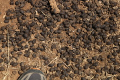 Aepyceros melampus melampus