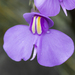 Utricularia reniformis - Photo (c) Morten Ross, some rights reserved (CC BY-NC), uploaded by Morten Ross