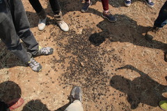 Aepyceros melampus melampus