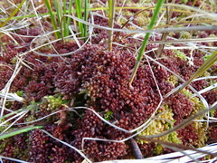 Sphagnum medium