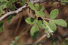 Searsia pyroides pyroides