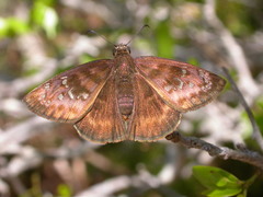 Ephyriades brunnea