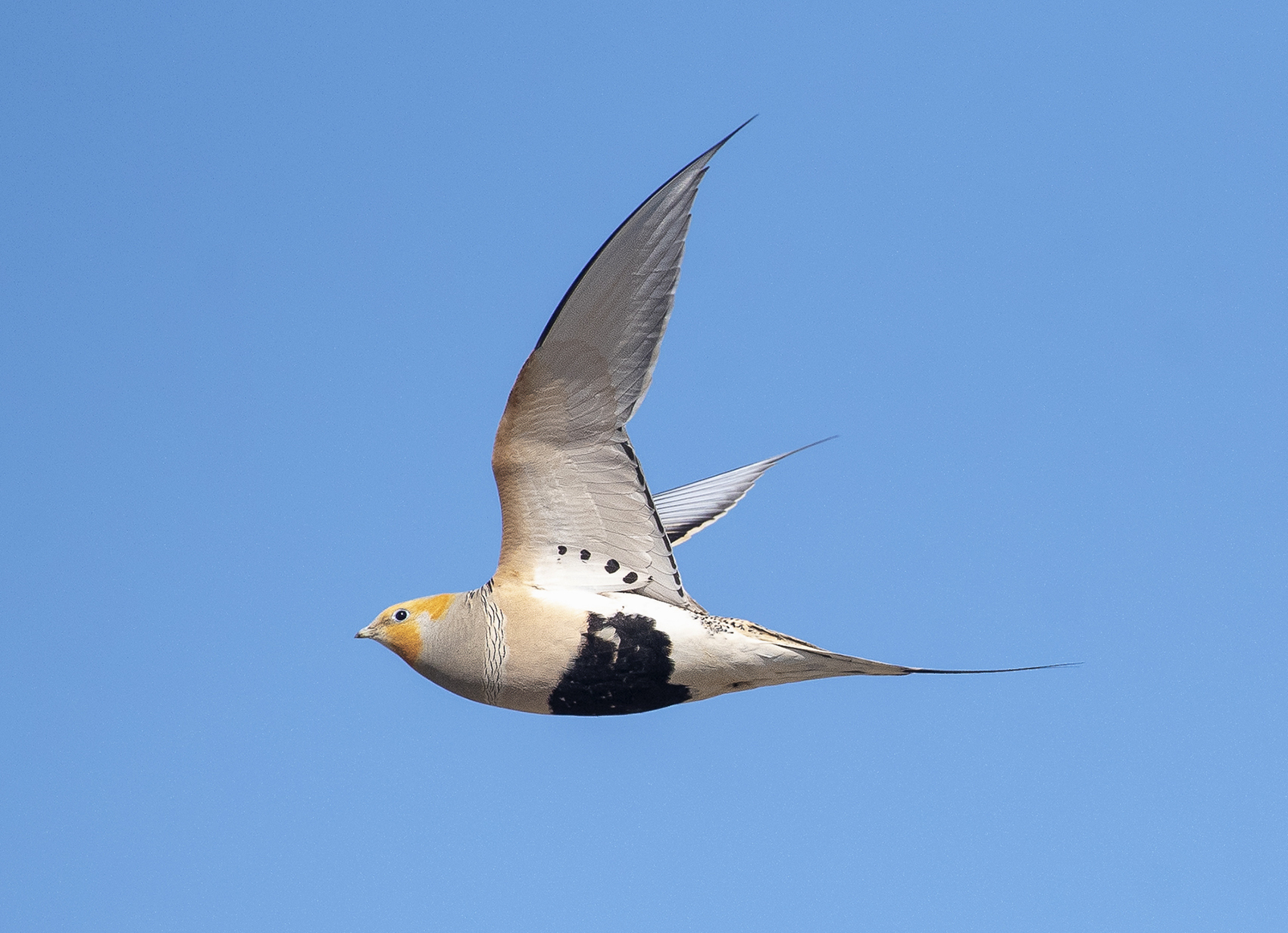 Pallas's Sandgrouse (Syrrhaptes paradoxus)