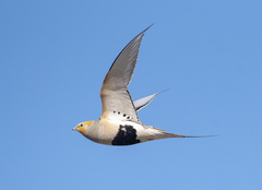 Pallas's Sandgrouse photo 3