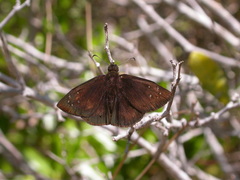 Ephyriades brunnea