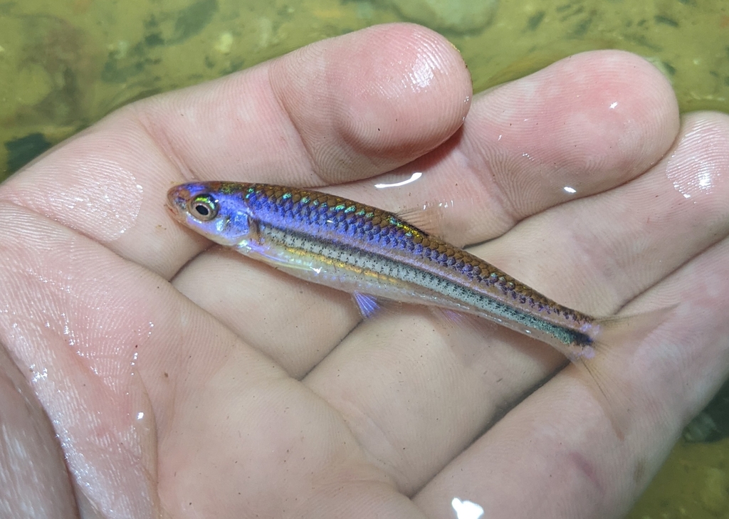 Rainbow shiner (Notropis chrosomus) — Cyprinidae