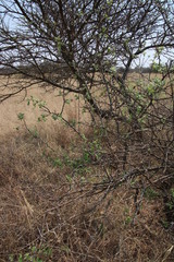 Searsia pyroides pyroides