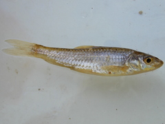Squalidus gracilis majimae
