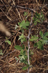 Searsia pyroides pyroides