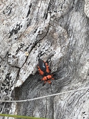 Tegea atropicta