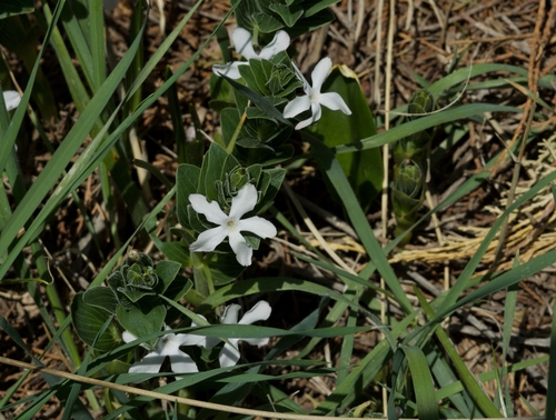 Vinca erecta (Vinca erecta)