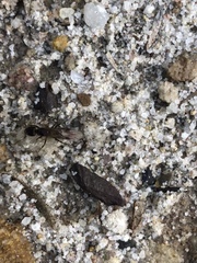 Tegea atropicta