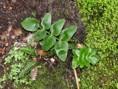 Gingidia montana