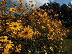 Helianthus simulans