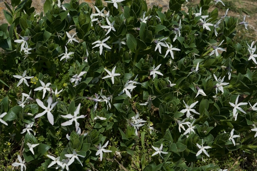 Image of Vinca erecta by (c) Nikita, some rights reserved (CC BY)