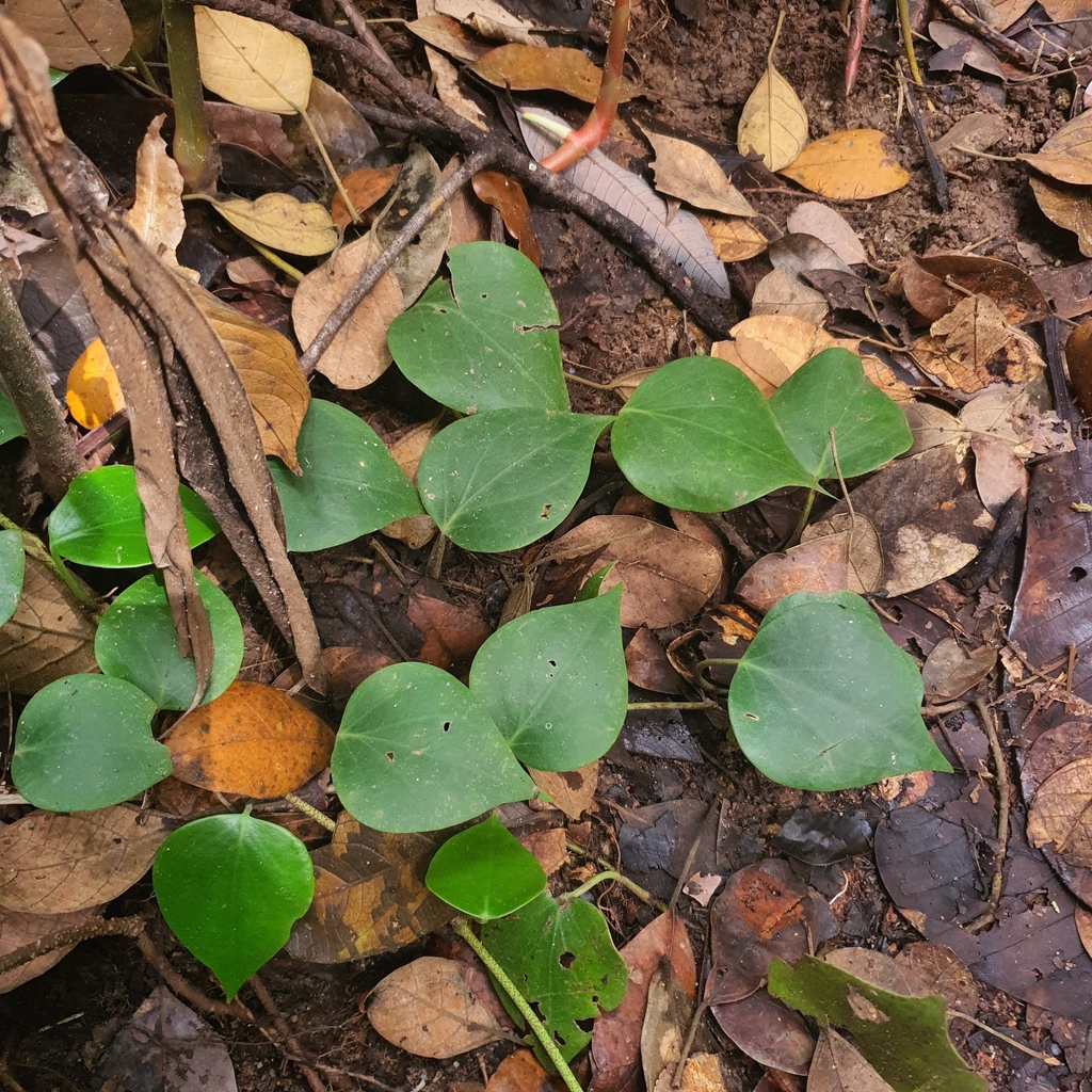 Tiêu phì quả – Piper baccatum