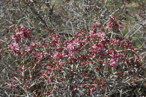 Image of Prunus spinosissima by (c) Nikita, some rights reserved (CC BY)
