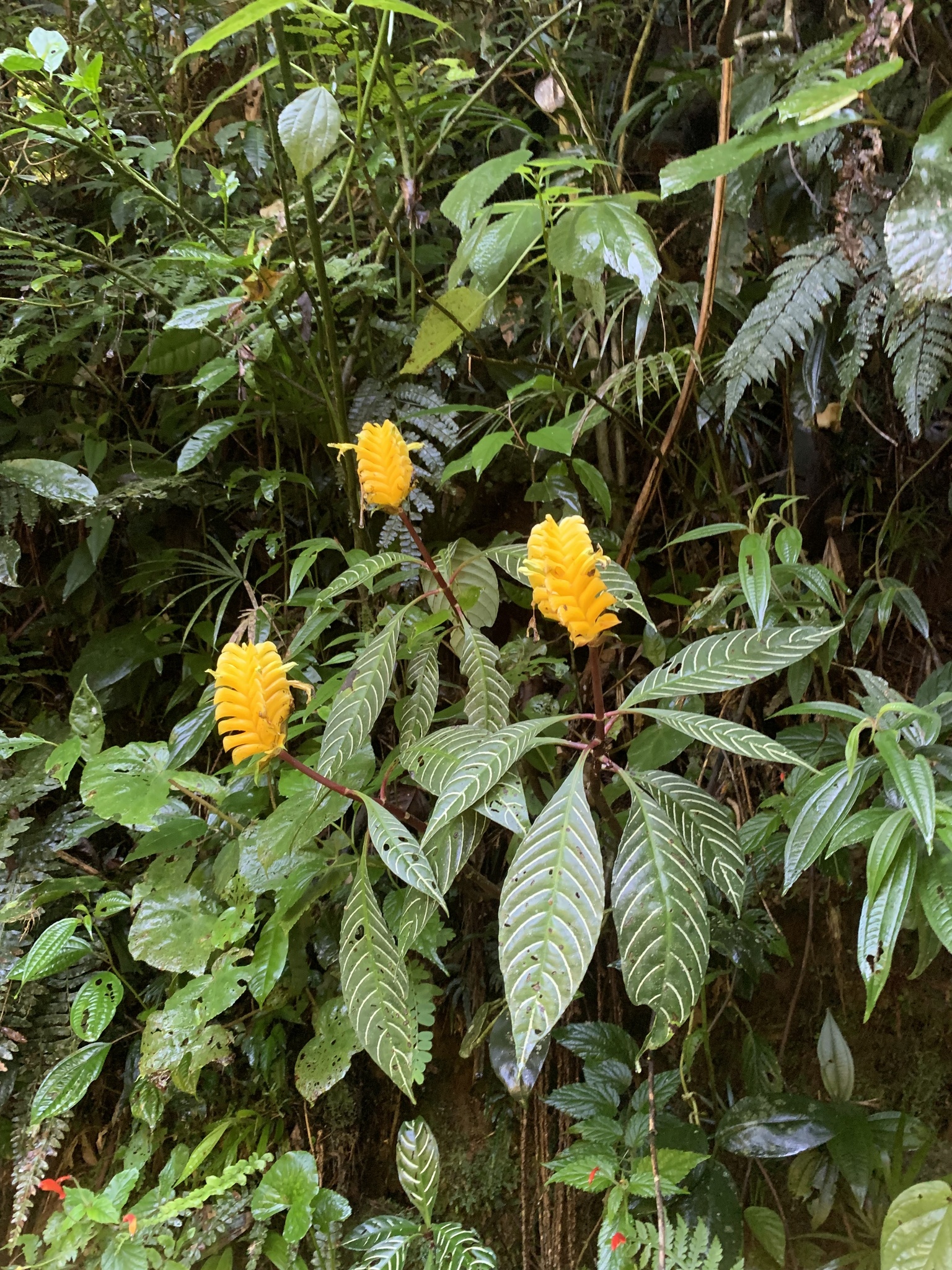 Imagem de Planta zebra