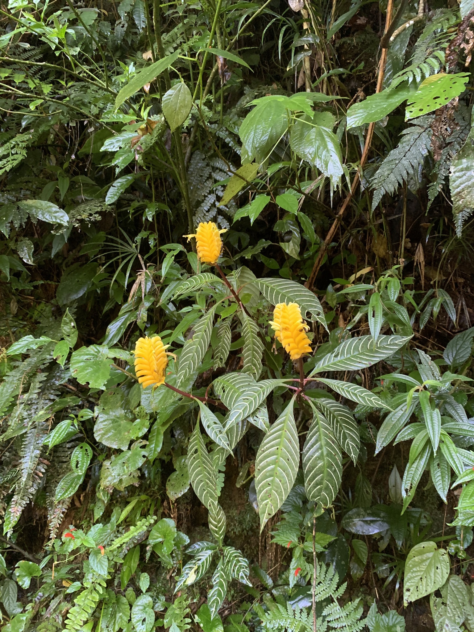 Imagem de Planta zebra