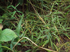 Lilium philippinense