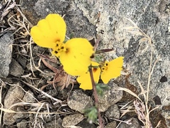 Calycadenia truncata