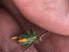 Calycadenia truncata