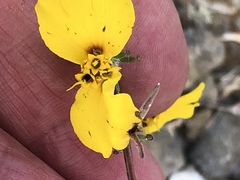 Calycadenia truncata