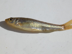 Squalidus gracilis gracilis