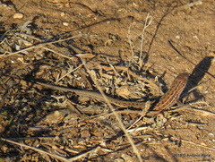 Psammodromus occidentalis