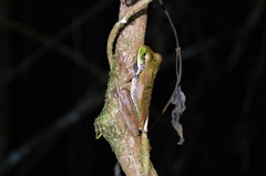 Smilisca cyanosticta